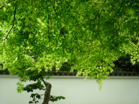 Spring  　春、京都