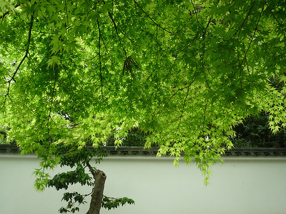 Spring  　春、京都