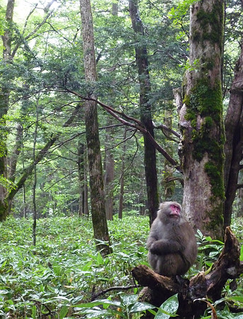 a forest dweller