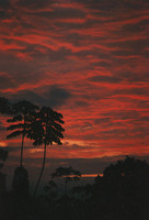 cielo rojo-negro en selva tropical