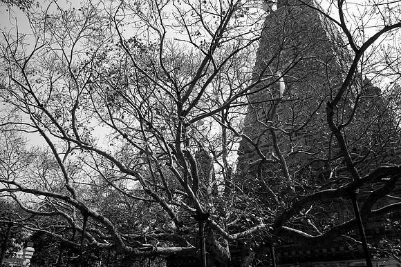 Bodhi Tree - 'Tree of Awakening'