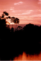 cielo rojo en selva tropical