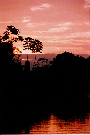 cielo rojo en selva tropical