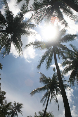 tropical sky