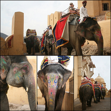 working elephants