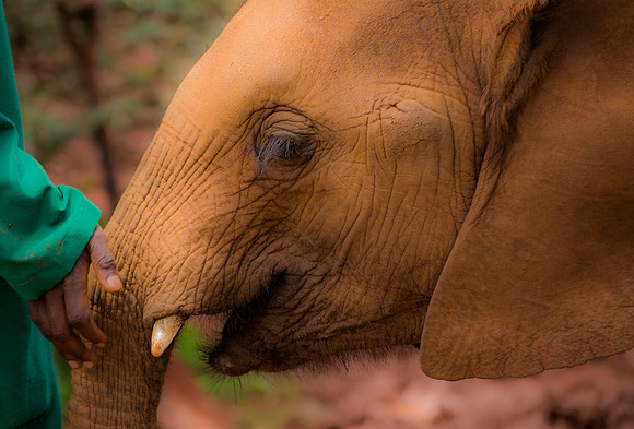 Elephant Orphanage, Nairobi, Kenya