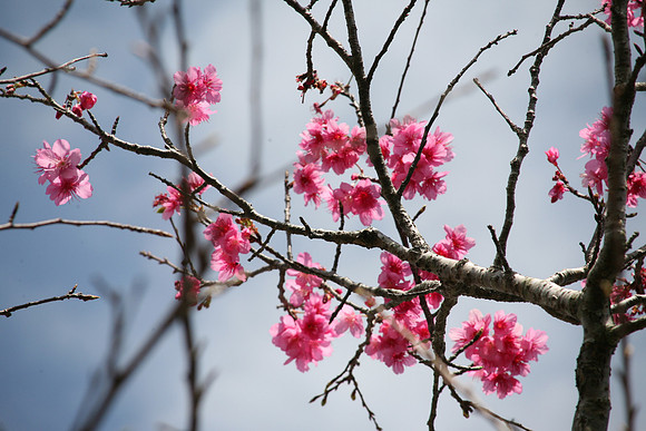 The earliest cherry in bloom