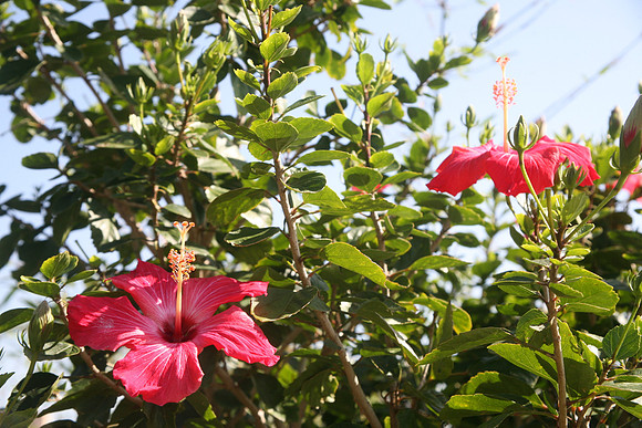 March in tropical Okinawa - 3月の沖縄に咲く花