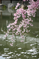 transience