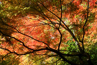 Autumnal Sky  -   秋、東京の空