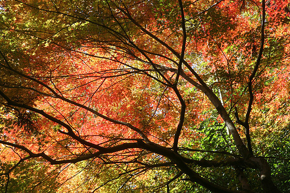 Autumnal Sky  -   秋、東京の空