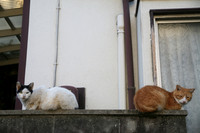 curiously
