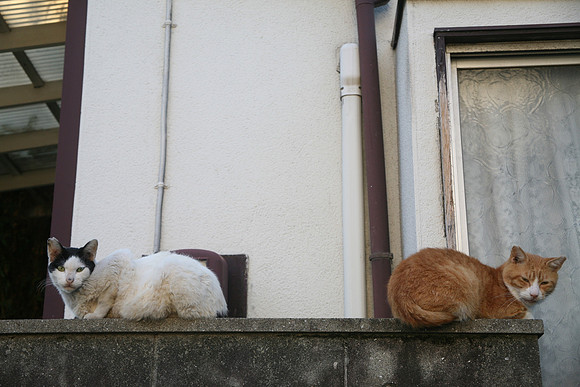 curiously